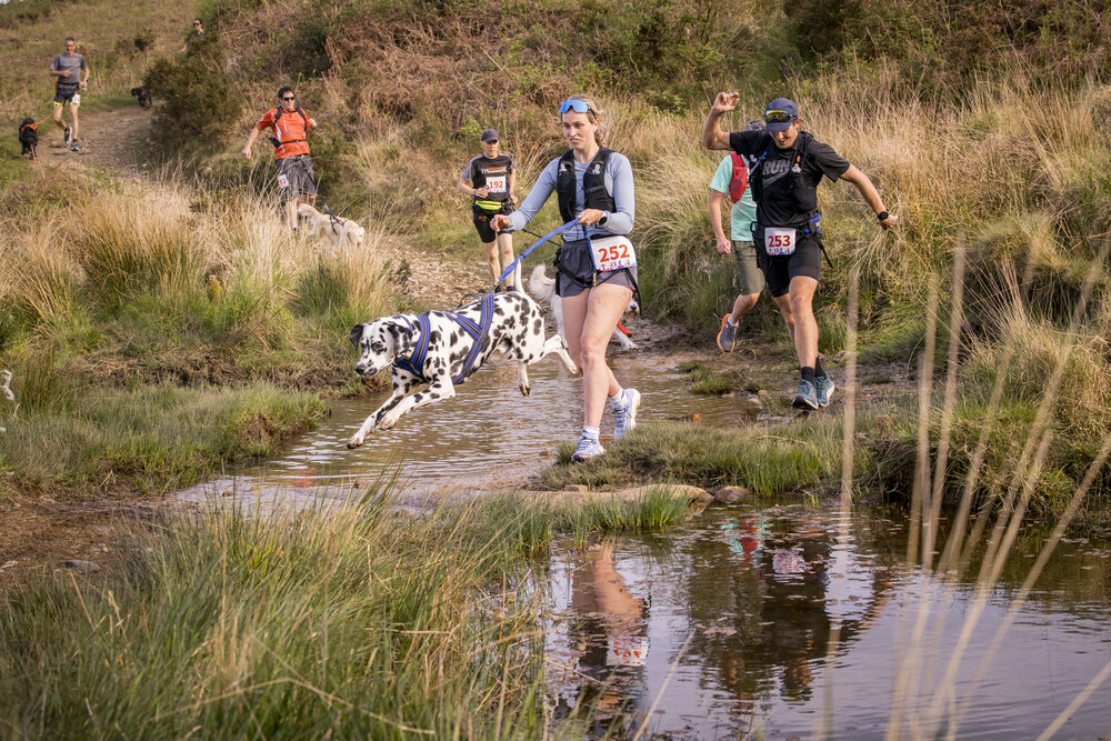 Rob, Yvette and Blu jumping a stream on a canicross run